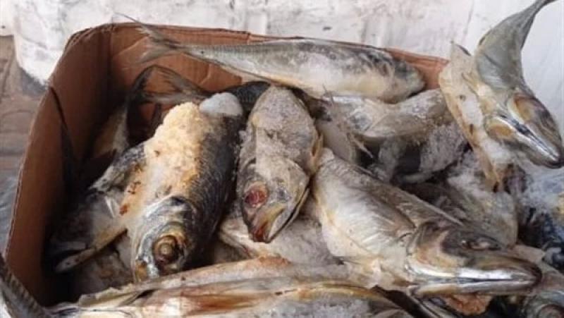 ”تموين الاقصر” تضبط ربع طن من الأسماك المملحة غير صالحة للاستهلاك