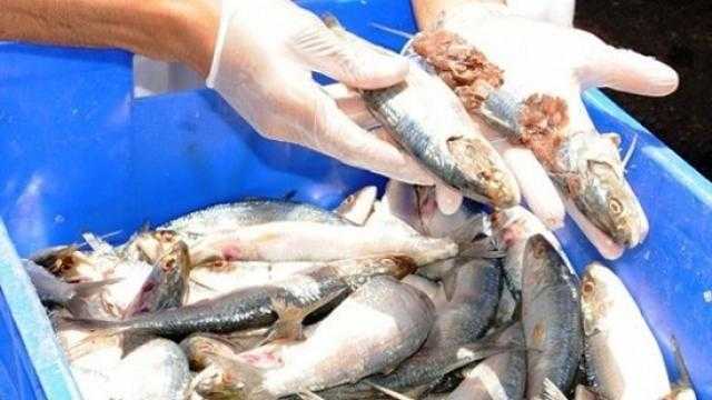 مستشارك القانوني..عقوبة غش الأغذية في قانون العقوبات