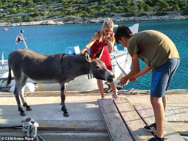 صور| «حمار تائه» بشواطئ كرواتيا.. وصاحبة ملهى تتبناه
