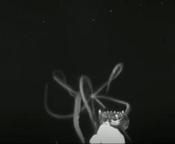 حيوان غريب