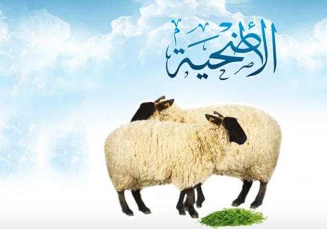 «الإفتاء» توضح حكم من يقوم بالذبح في الشوارع العامة