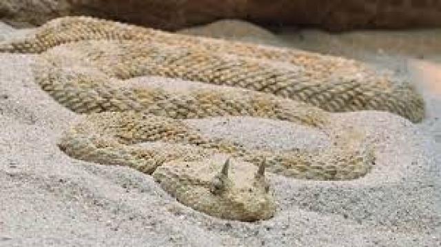  ثعبان الطريشة