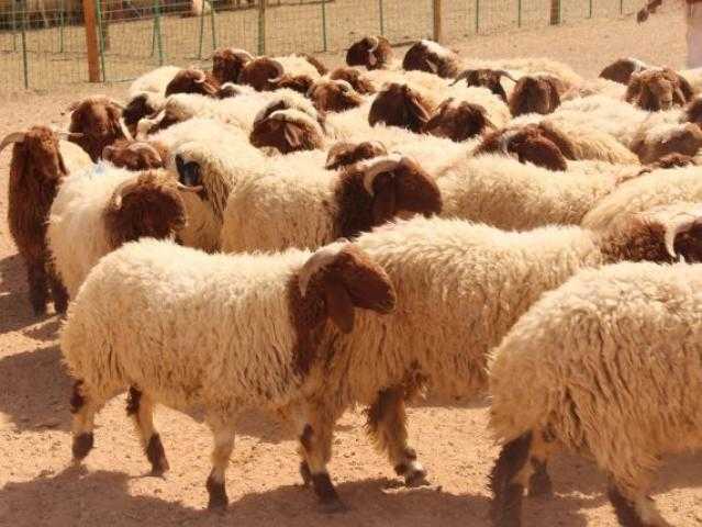 فيديو| ”الزراعة” توضح نصائح للتأكد من صحة الأضاحي