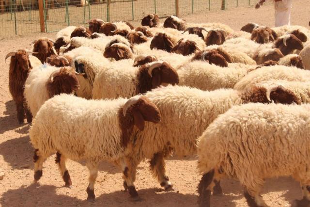 أضحية العيد
