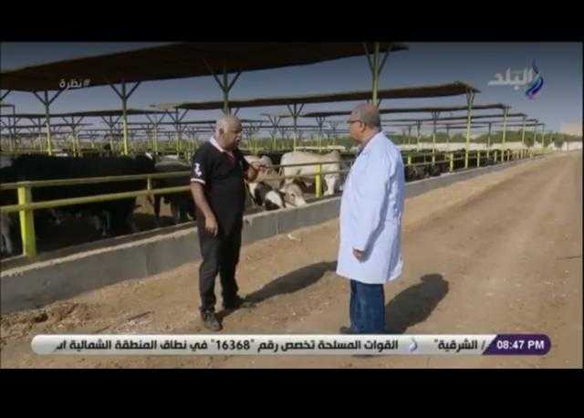 مستشار بيطري: الحيوان البرازيلي يتحمل البيئة المصرية ومقاوم جيد للأمراض..فيديو