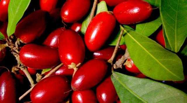 مع بداية موسم ظهور البلح.. تعرف على فوائده الصحية