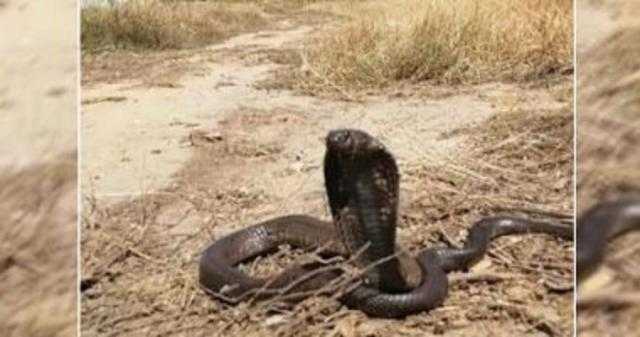 بالفيديو.. كل ما تريد معرفته عن محكمة الأفاعي بتونس