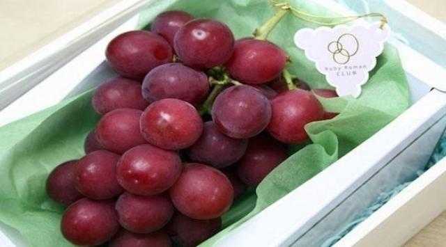 شاهد.. أغلى عنقود عنب في العالم