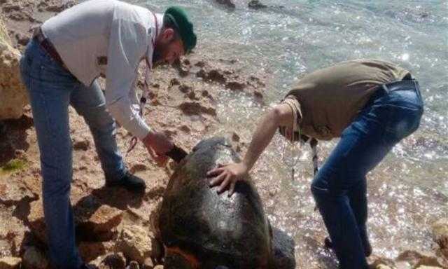 العثور على مخلفات في سلاحف بحرية نافقة بكوريا الجنوبية