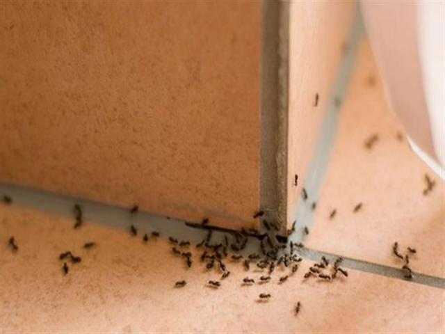 طرق التخلص من النمل