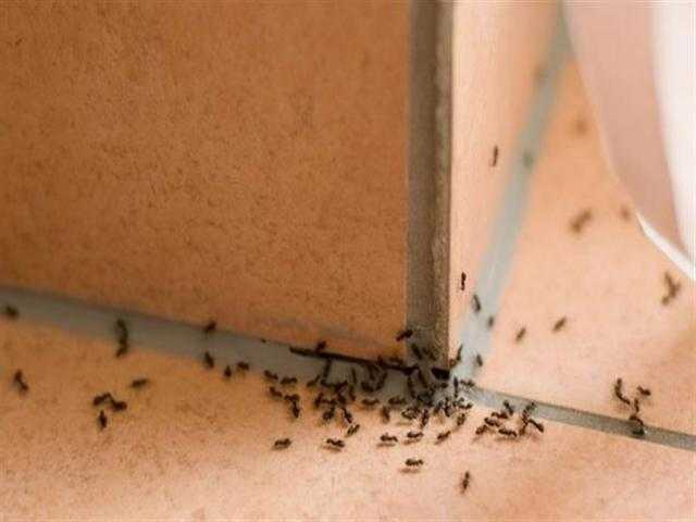 بدون أضرار .. 6 طرق فعالة تقضى على النمل
