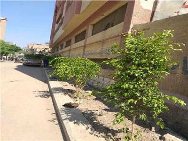 استشاري زراعات: شجر الجميز يتواجد بكثافة في مدينة الجلالة (فيديو)