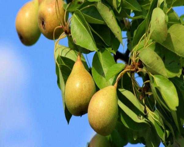فاكهة الكمثرى.. الحل المثالي لمحاربة تجاعيد البشرة