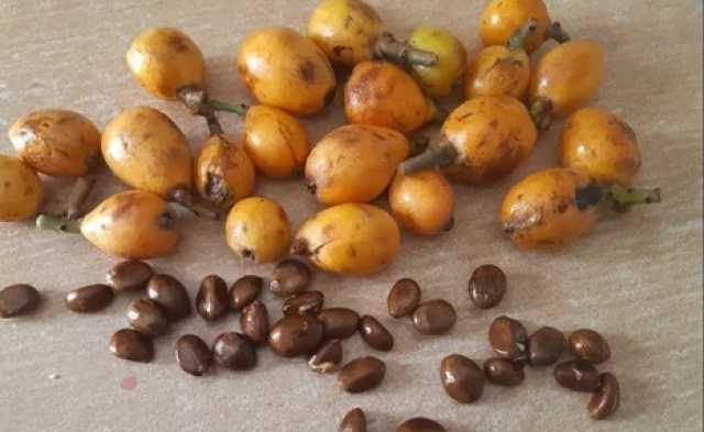 نوع مهمل من بذور الفواكه يعالج جرثومة المعدة والنقرص