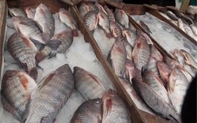 أسعار السمك -أرشيفية
