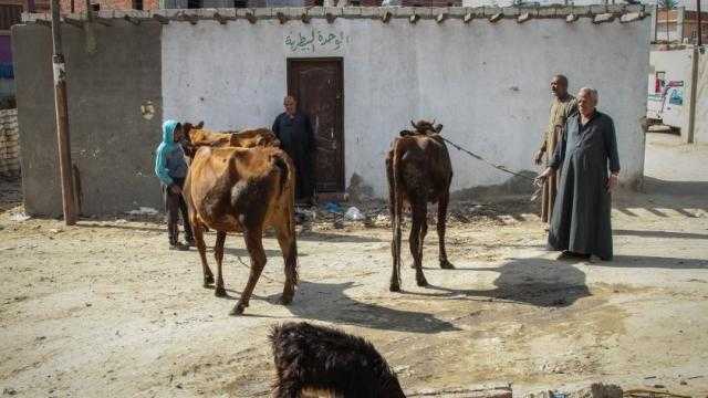 بسبب عجز الأطباء.. الثروة الحيوانية مهددة.. و”ضيف”: التعيينات متوقفة منذ 25 عاماً.. والانتدابات لن تسد العجز