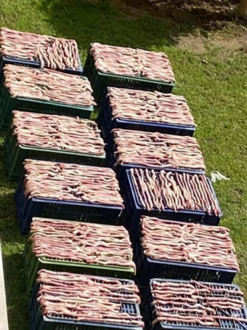 ثعابين حفلة الشواء