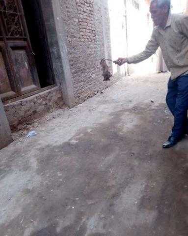 استجابة لـ«على مسئوليتي».. تطهير قرية بشبين القناطر من الخفافيش.. فيديو