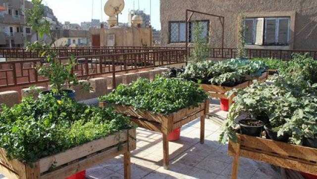 البيئة: زراعة أسطح المنازل غير مكلفة ولها فوائد اقتصادية كبيرة