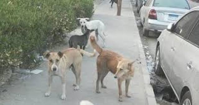 أرشيفية