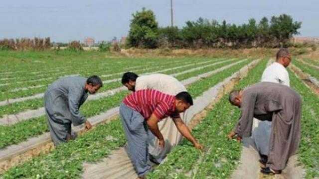 أستاذ اقتصاد: قطاع الزراعة لم يتأثر بأزمة كورونا