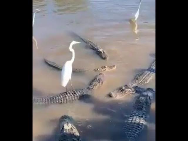 صور الطائر فوق ضهر التمساح