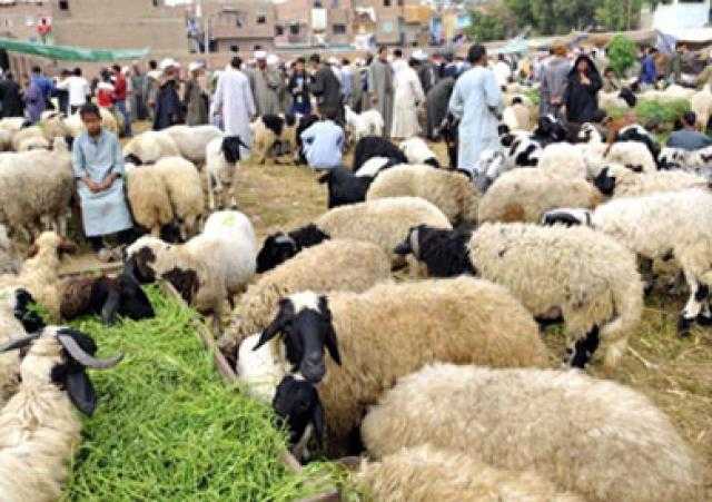 زحام بسوق مواشى شبين القناطر فى القليوبية