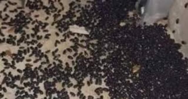 أسراب من الحشرات والصراصير