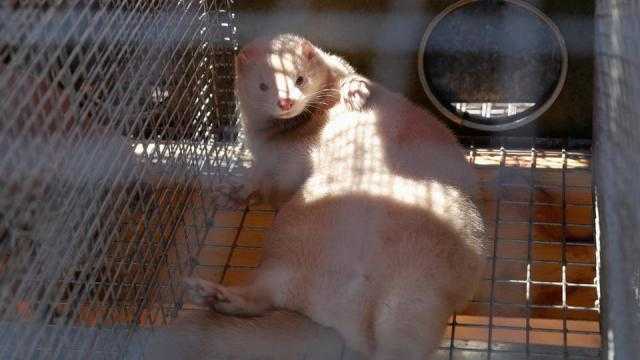 ظهور حيوان جديد ينقل فيروس كورونا للإنسان.. تعرف عليه