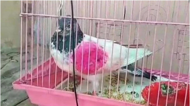 الحمامة