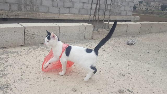 خط أحمر