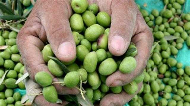 مصر الأولى عالميا فى إنتاج زيتون المائدة (فيديو)