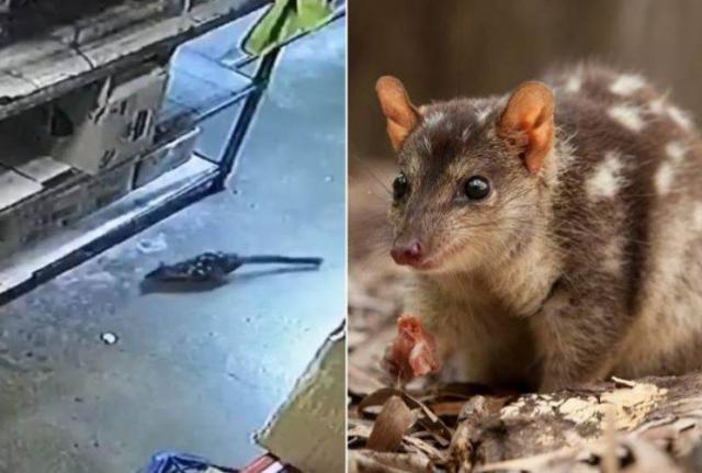 حيوان مهدد بالانقراض يقتحم متجراً أسترالياً