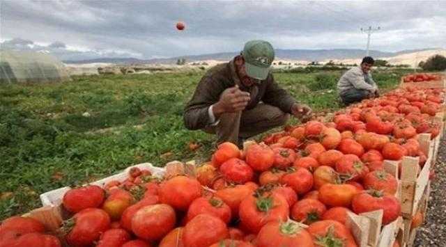 «الدمرداش»: مصر حققت نجاحا كبيرا في ملف تصدير الحاصلات الزراعية.. فيديو