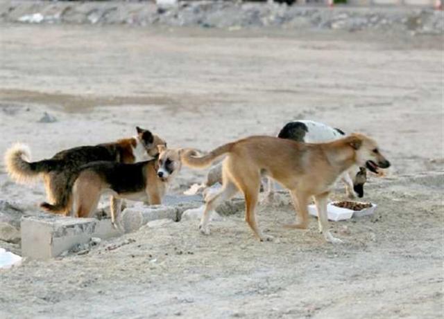 أرشيفية