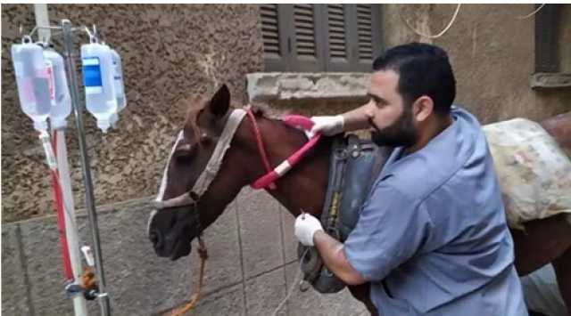رأيته يسقط من التعب.. شاهد تعليق طبيب أنقذ حصانا من ضربة شمس في طنطا