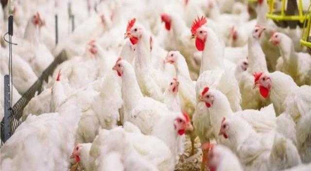 25 جنيها للكيلو.. شعبة الدواجن: تراجع أسعار الطيور بنسبة 25%