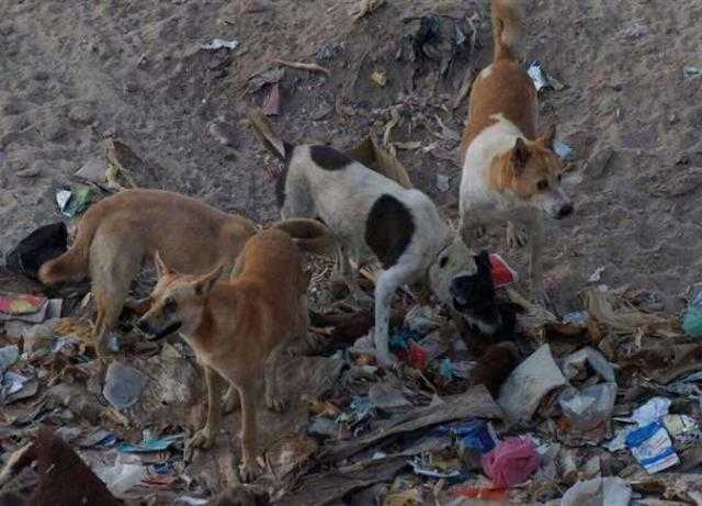 سكان شارع عبده غريب بطرة يشكون من انتشار الكلاب الضالة