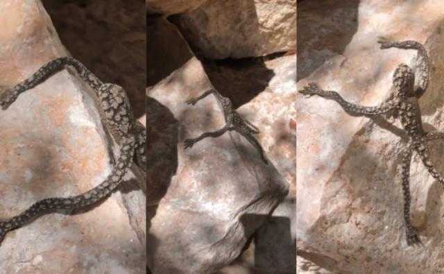 ظهور كائن غريب الشكل وهو يتشبث بذراعيه في صخرة