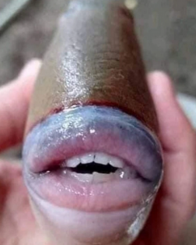 السمكة