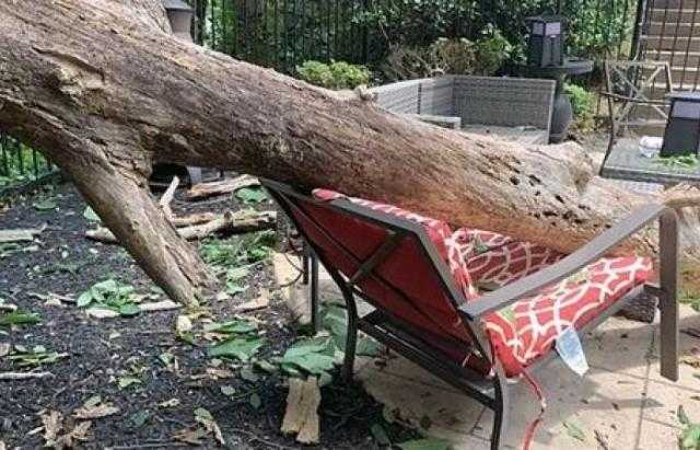 سقطت شجرة ضخمة عليها.. أم تنجو من الموت المحقق