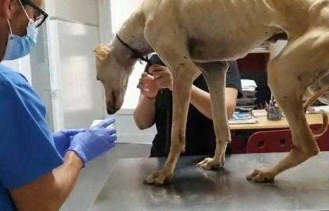 كلب ينجو من الموت بأعجوبة بعد ضربه وربطه في كيس وإلقائه في النهر