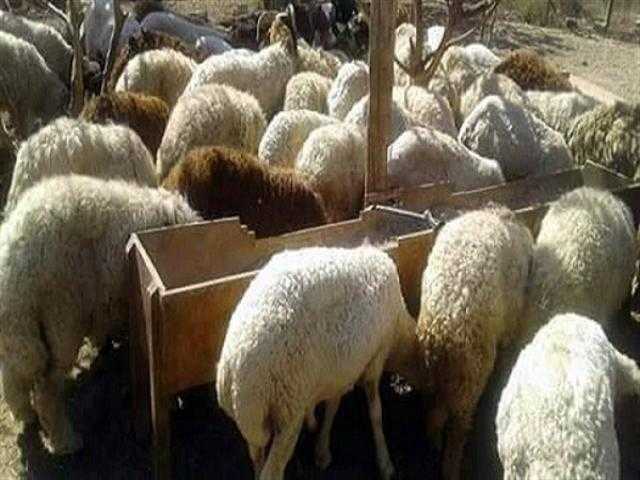 فيديو.. تشكيل لجان للإشراف على أسعار اللحوم خلال العيد