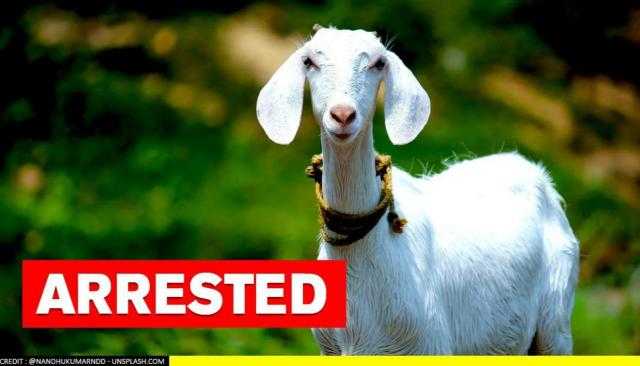 الشرطة الهندية تعتقل ”معزة” لعدم ارتداء كمامة أثناء التجول بالطريق.. فيديو