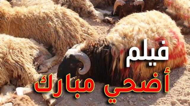 الشاعر هاني رجب يتعاون مع الموزع ياسر ماجد والمخرج أحمد أشرف في ”أضحي مبارك”
