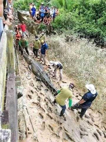 العثور على جثة طفل مفقود في معدة تمساح