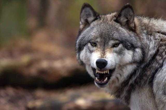 «ذئب مفترس» في غرفة نوم عروسين.. فما هي قصته؟