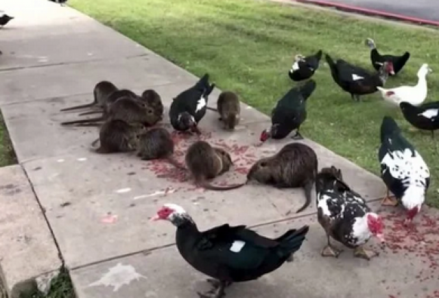 الفئران تهاجم حديقة في تكساس