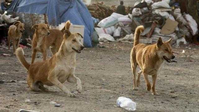 انتشار الكلاب الضالة يثير فزع سكان زهراء مدينة نصر