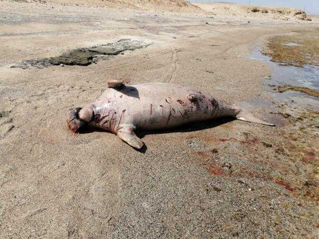 العثور على حيوان ”دوجنج” البحرى نافق على شواطئ جنوب مرسى علم